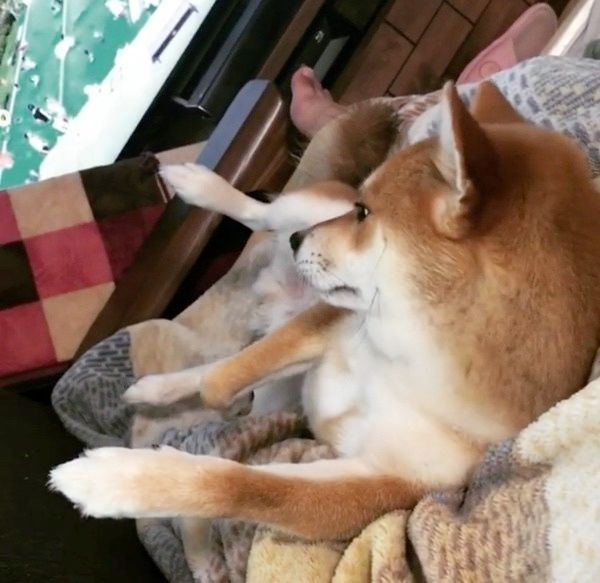 テレビを観る柴犬