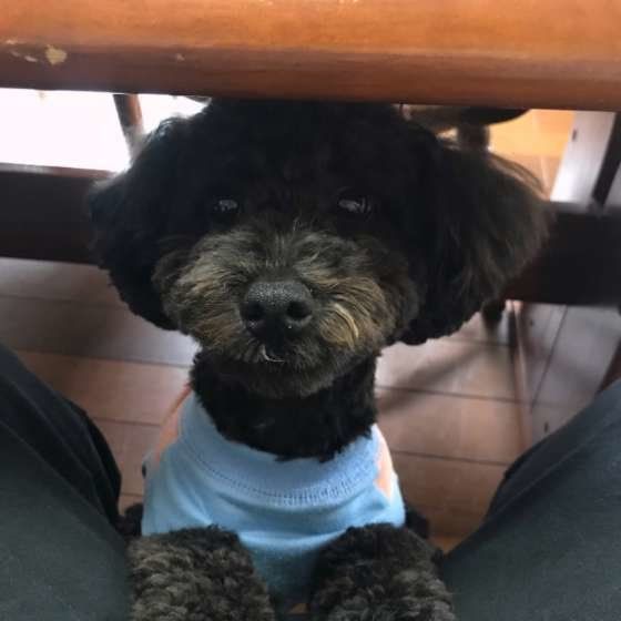 トイ・プードルのてんちゃん