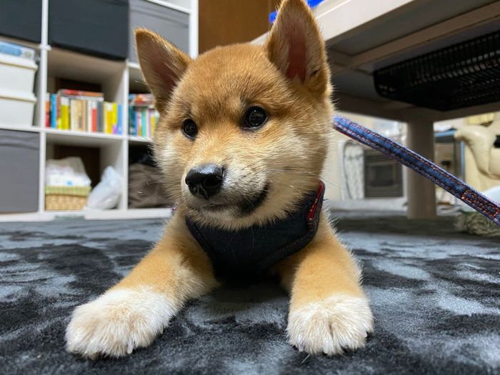 お迎えしたばかりの頃のろんくん