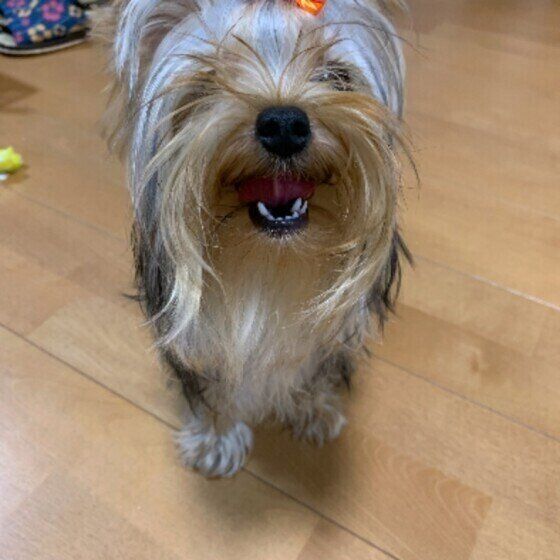 笑うヨークシャー・テリア