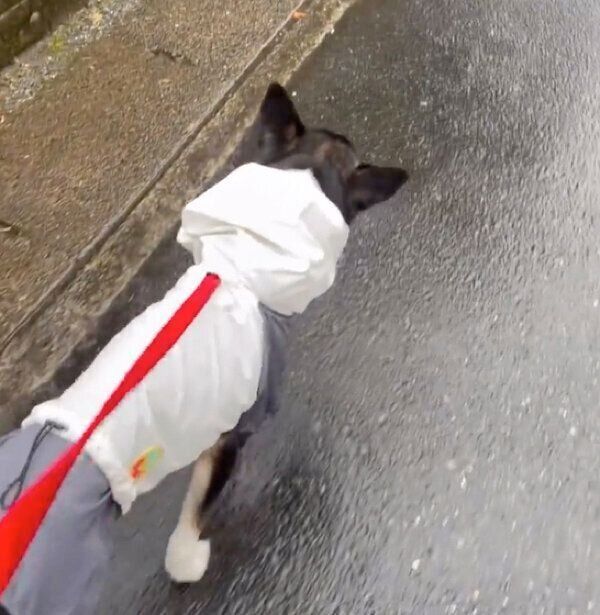 レインコートを着てお散歩するあーりんちゃん