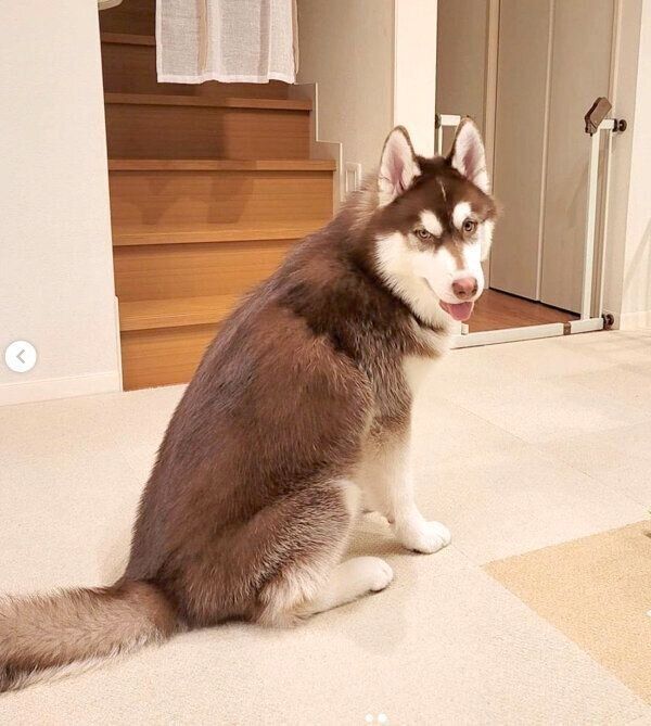 見つめるグーテくん