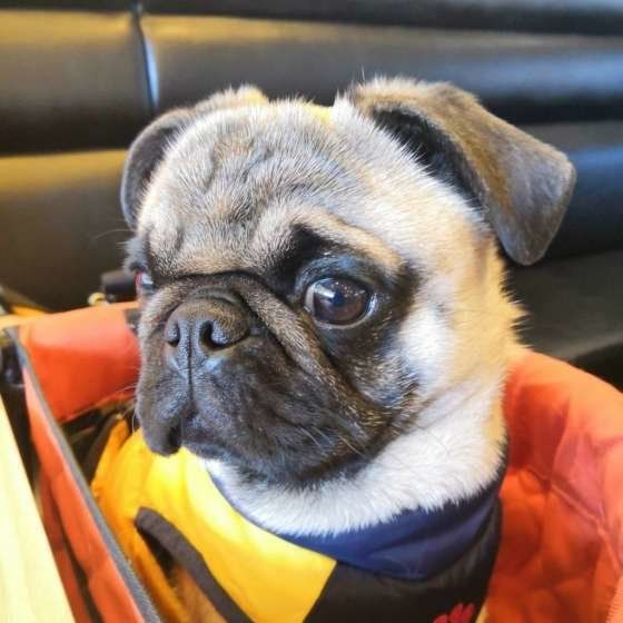 凛々しい横顔のパグ