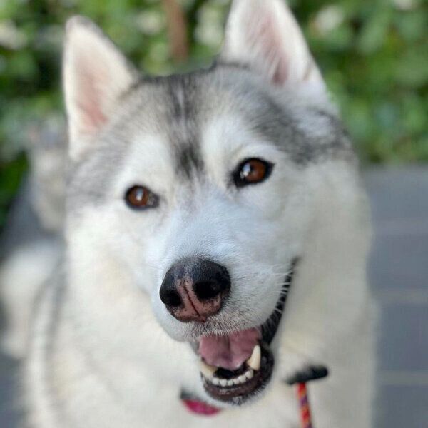 笑顔のAliceちゃん