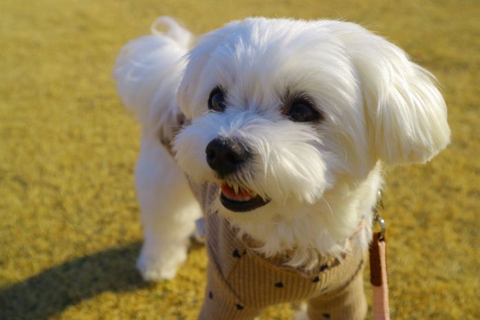 公園で遊ぶポッケちゃん