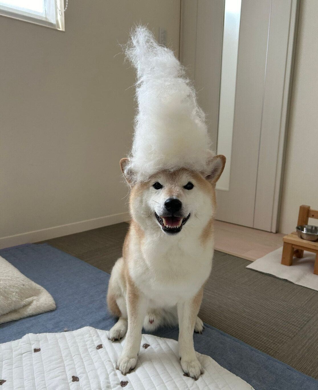 ブラッシングでとれた自分の毛を頭に乗せるぽてとくん