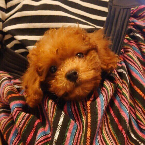 トイ・プードルのもちゃちゃん