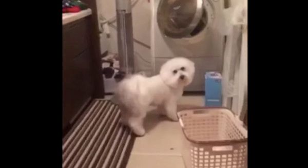 見つめるビション・フリーゼ