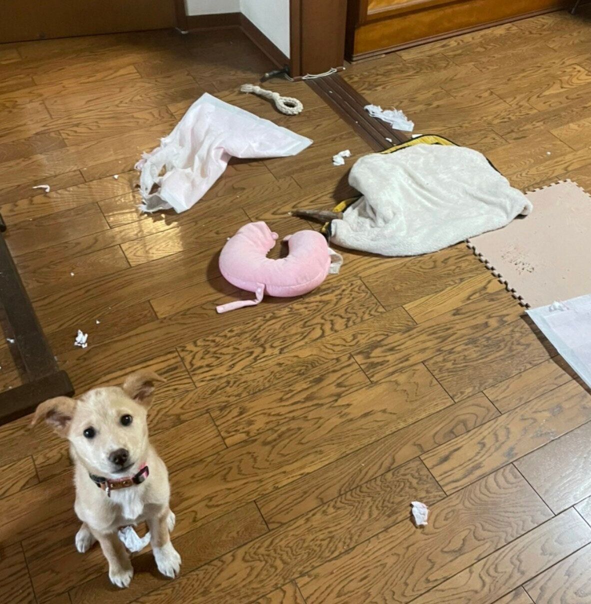 なつ子ちゃんのやんちゃさがうかがえる写真