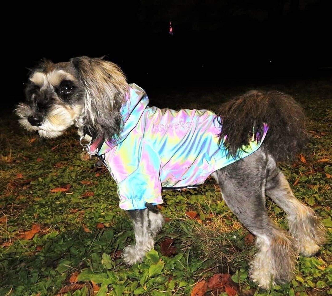 虹色の服 で散歩時の愛犬を守る 反射材使用のレインボージャケット いぬのきもちweb Magazine 虹色の服 で散歩時の愛犬を守る 反射材使用のレインボージャケット いぬのきもちweb Magazine