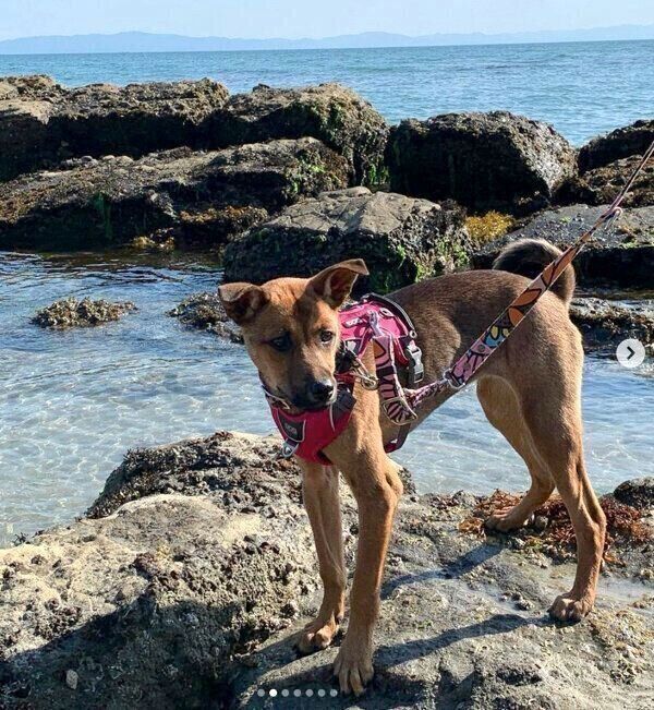 お出かけをするハロちゃん