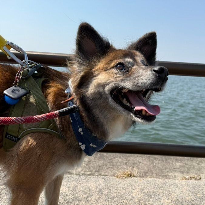 海を散歩するカイちゃん