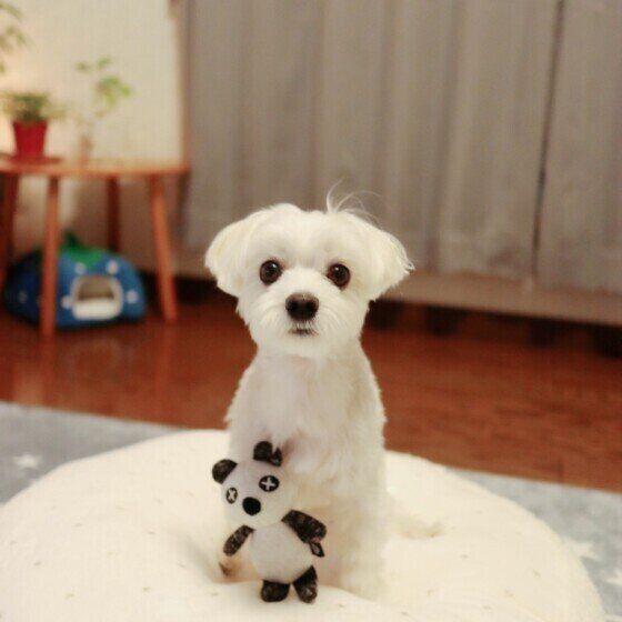 プレゼントをもらうマルチーズ