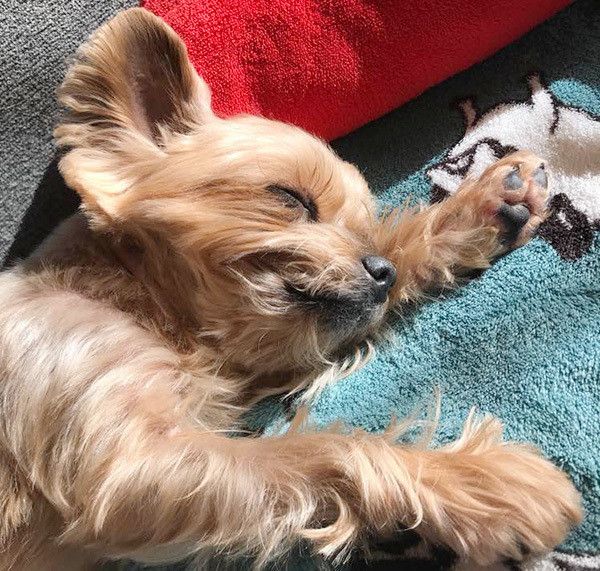 眠るヨークシャー・テリア