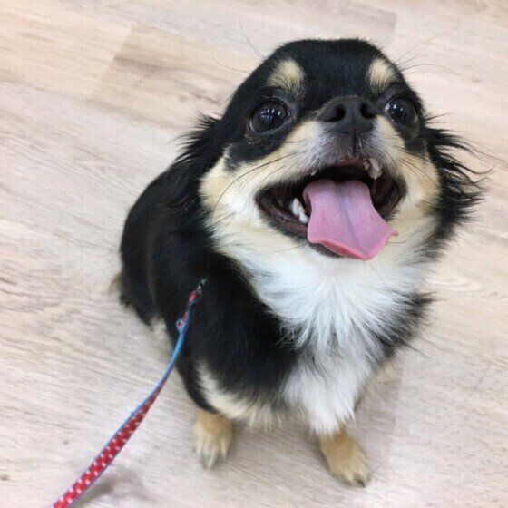 小鉄くん（チワワ）