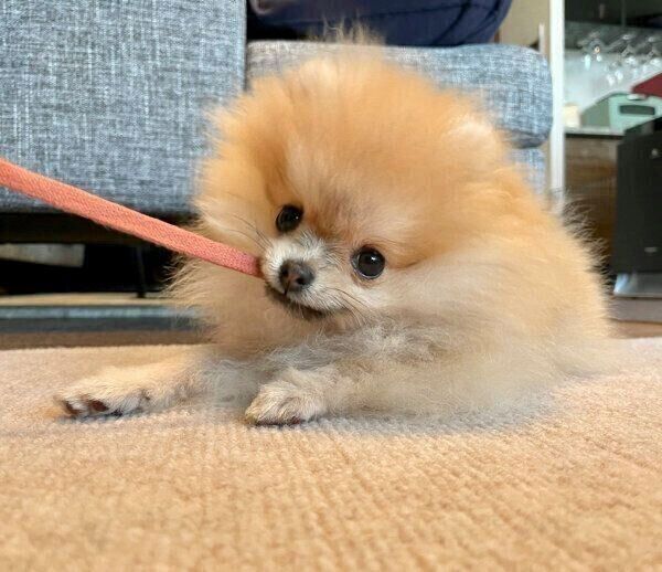 おもちゃで遊ぶミサイルちゃん