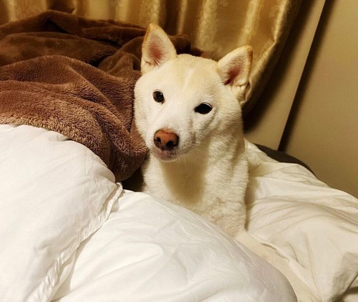 飼い主さんのベッドでまったりするほたてくん