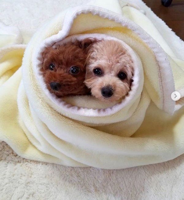 仲良しなトイ・プードル姉妹