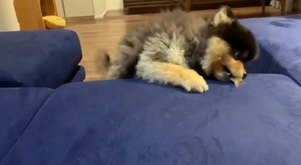 おやつをGETしたたろ吉ちゃん