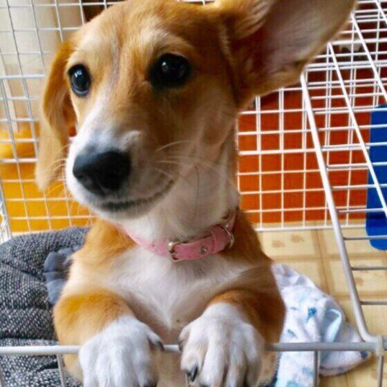 片耳ピーンなももちゃん