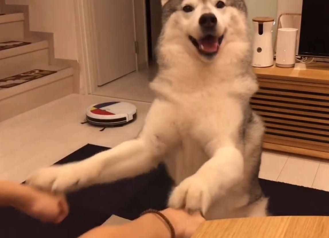 どっちだ遊びするシベリアン・ハスキー