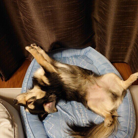 小型犬MIXのバンフくん