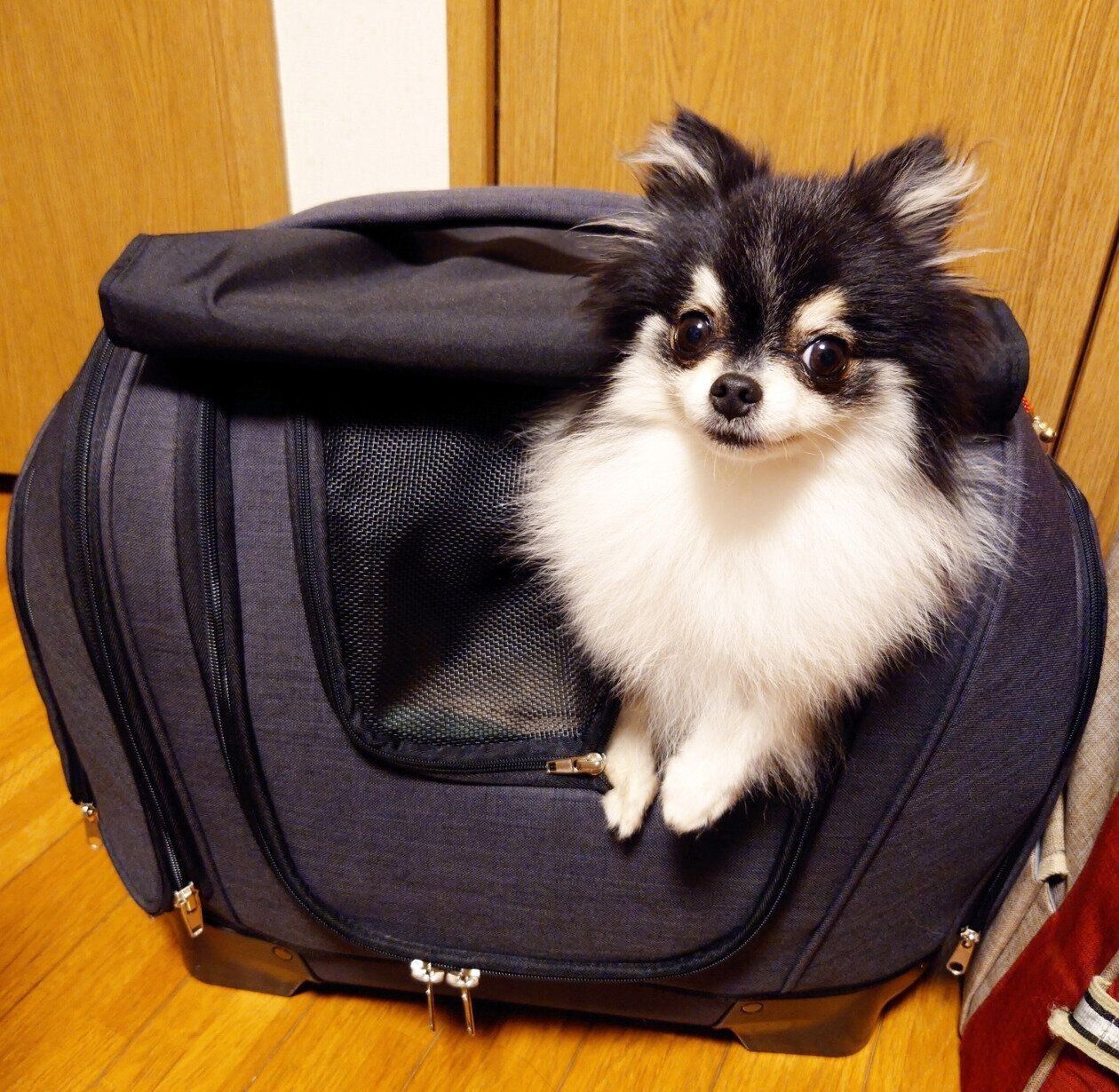 カバンの中からひょこりするてまりちゃん