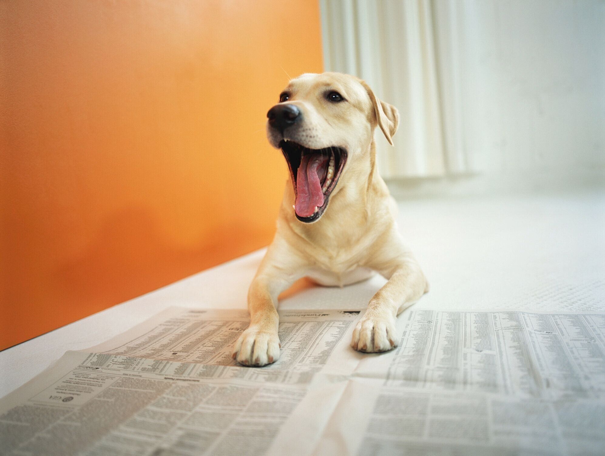 あくびをする犬