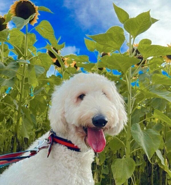 笑顔が可愛いシエルくん