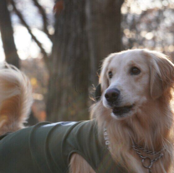 ゴールデン・レトリーバーのリクちゃん