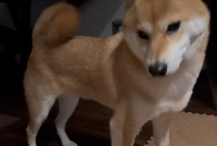 気まずそうなたびくん