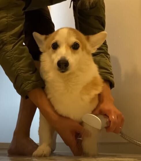 シャンプーされるコーギー