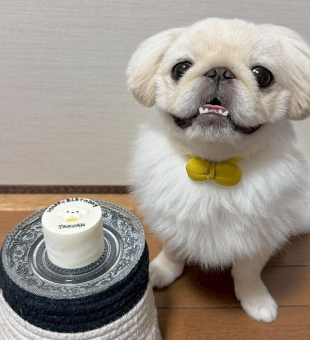 1才になったたくあんくん