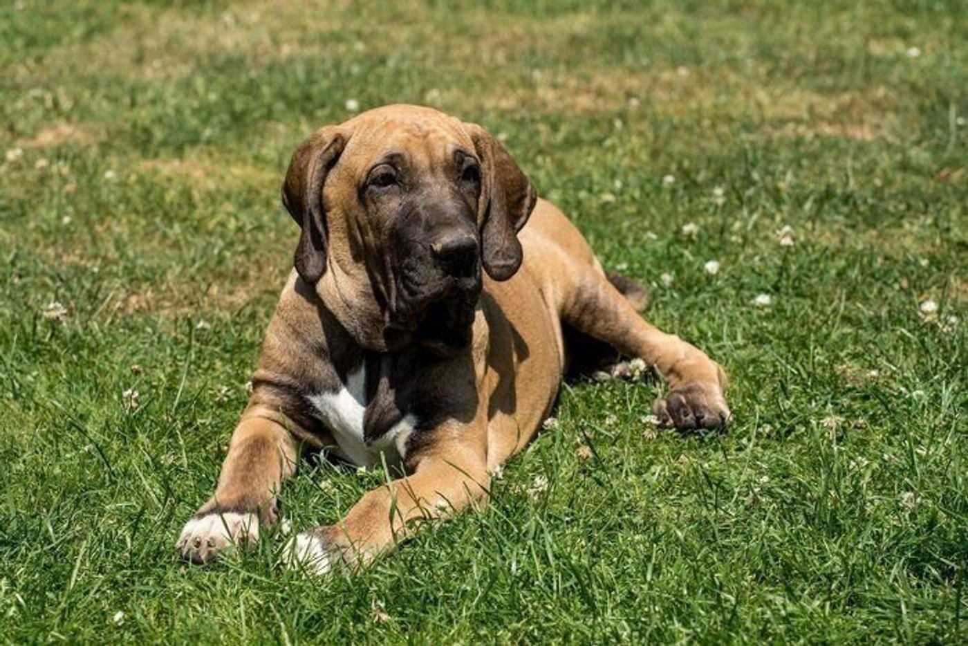 ブラジリアン ガード ドッグの特徴 性格 最新価格と飼い方 いぬのきもち 犬図鑑 いぬのきもちweb Magazine ブラジリアン ガード ドッグの特徴 性格 最新価格と飼い方 いぬのきもち 犬図鑑 いぬのきもちweb Magazine
