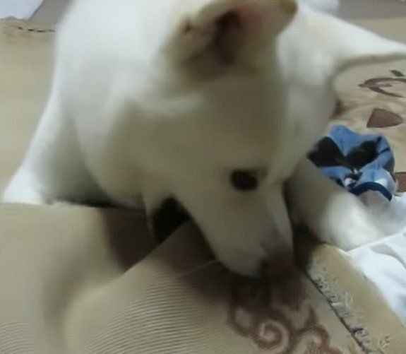 絨毯をいたずらする、ゆうきくん