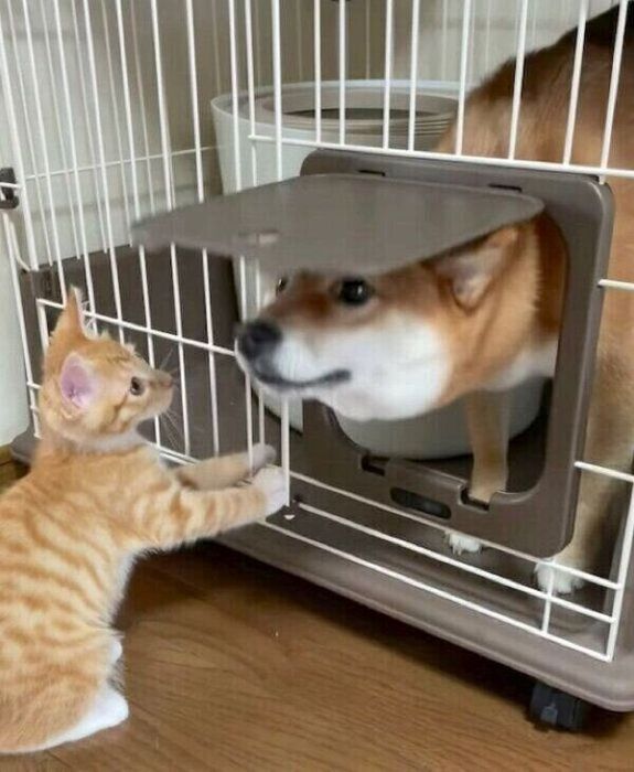 猫ケージの中にいるぷくちゃんを見つめるりんくん