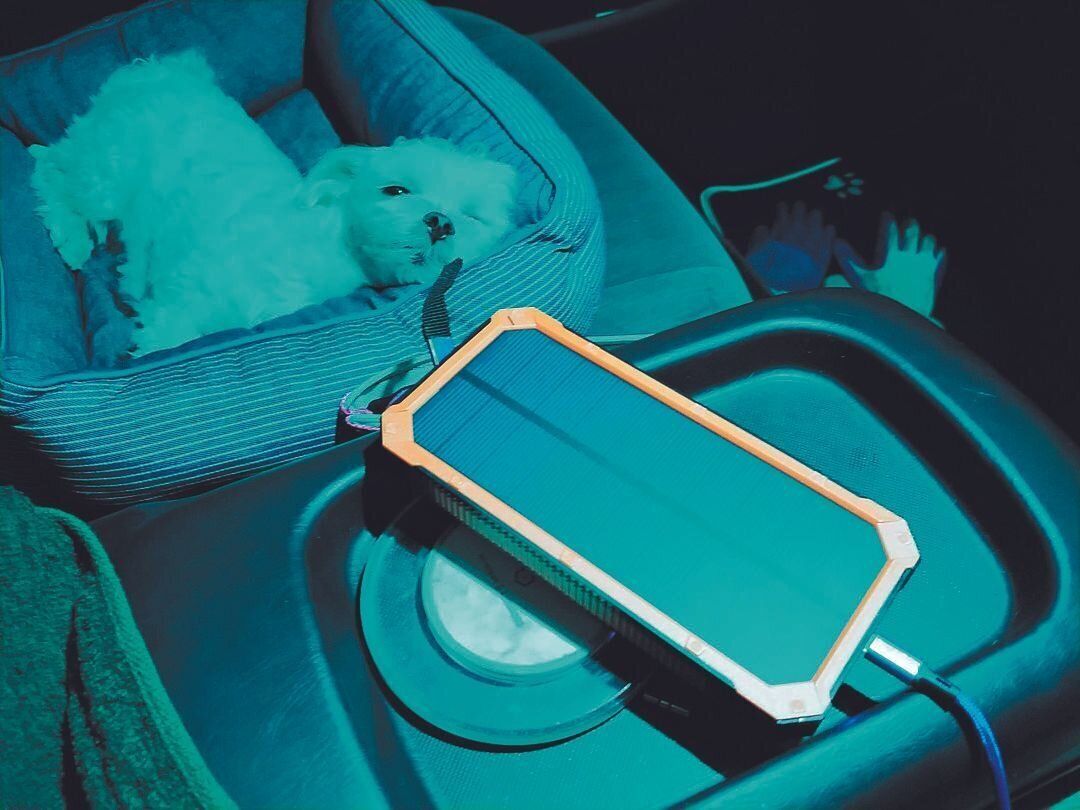 被災時、車中にて。台風通過中はおびえていたシェリィちゃんもこのときはリラックス。携帯の充電もできる車は、被災時の強い味方