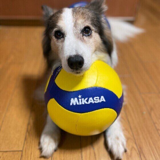 ボールを持つ犬