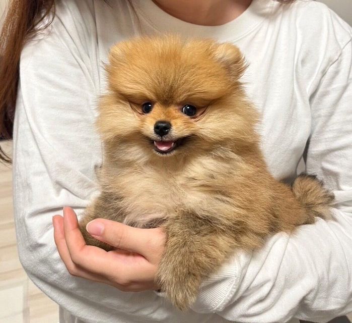 お迎えしたばかりのころのまろくん