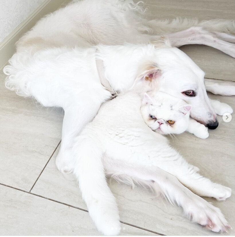 ボルゾイのたまごちゃんとエキゾチックショートヘアのみぞれちゃん