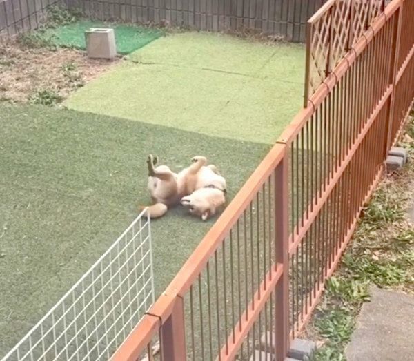 お庭でクネクネする豆千代くん