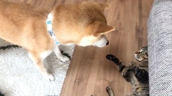 とろくんと戯れるゆうくん