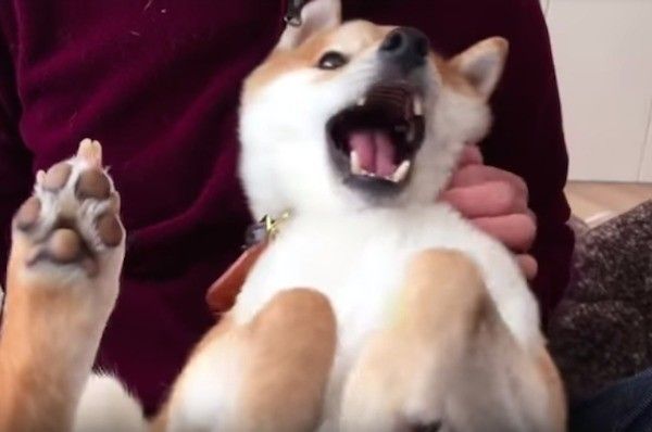 くつろぐワンコ