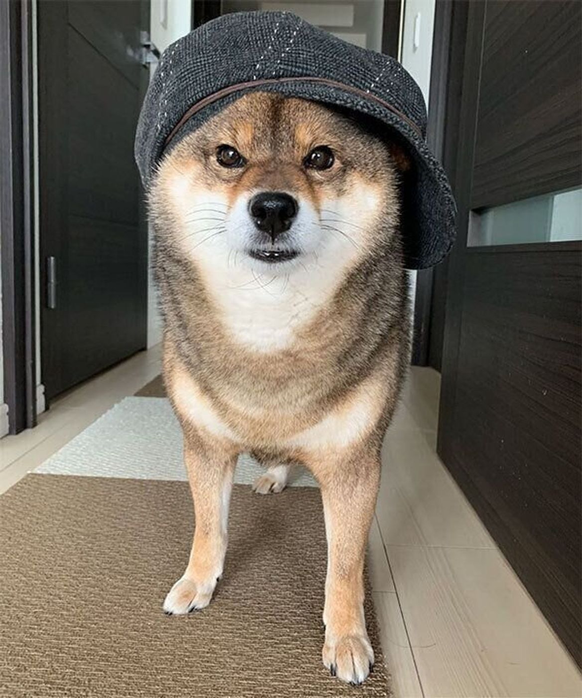 繁殖犬だった柴犬が歩む第2の犬生 臆病 コミカル に変わった花ちゃんの今 いぬのきもちweb Magazine 繁殖犬だった柴犬が歩む第2の犬生 臆病 コミカル に変わった花ちゃんの今 いぬのきもちweb Magazine