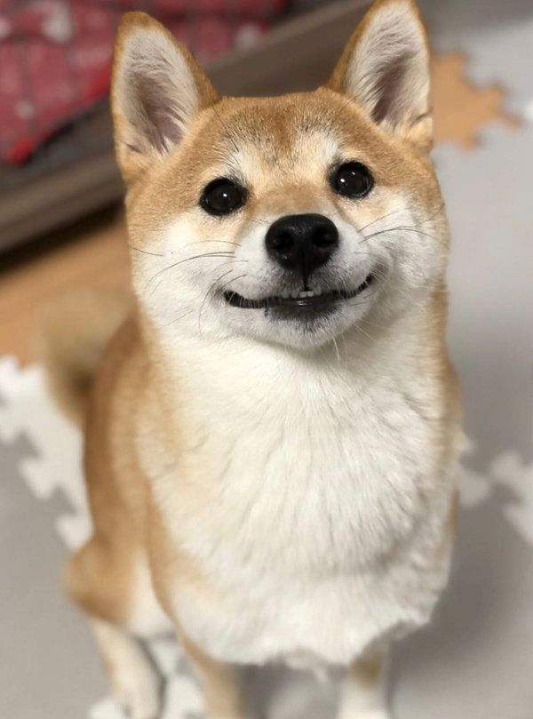 柴犬のひよりちゃん