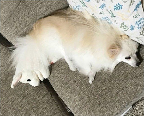 ぬいぐるみとポメラニアン