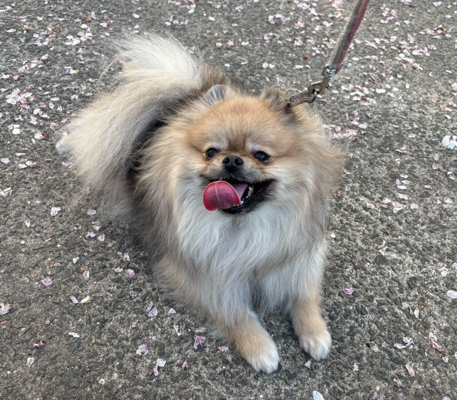 散歩を楽しむあもくん