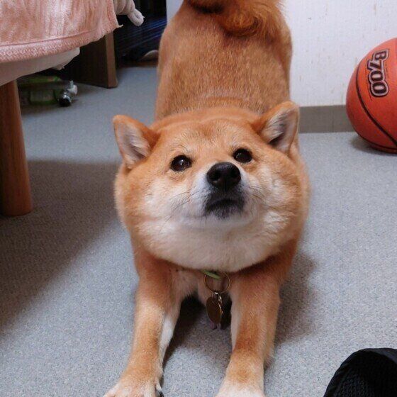 犬が体をグーンと伸ばすにはワケがある？ 理由を獣医師に聞いてみた いぬのきもち