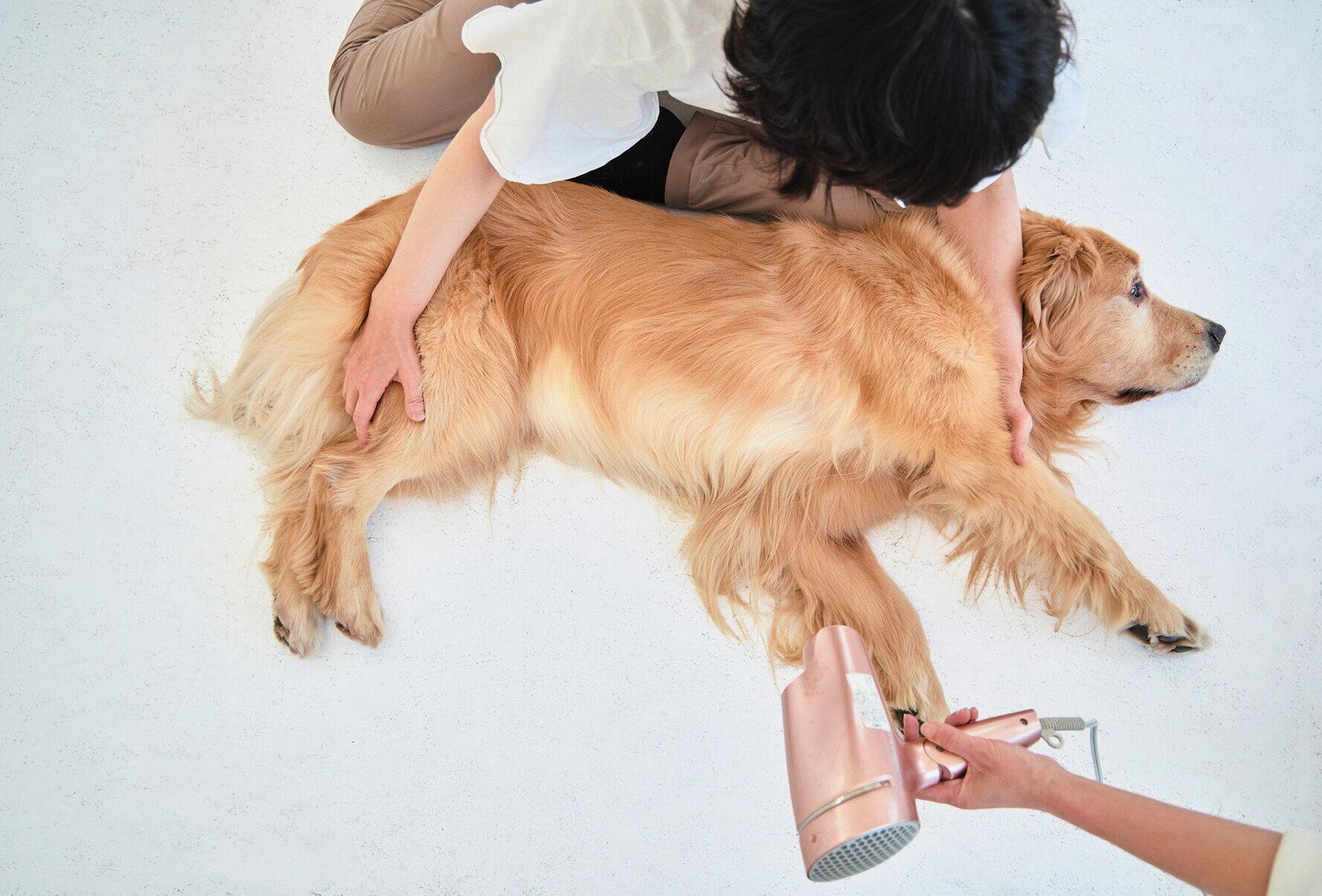 ドライヤーをかけられる大型犬