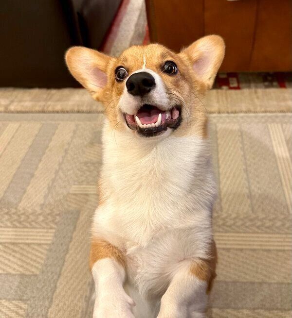 楽しそうなぽん太くん